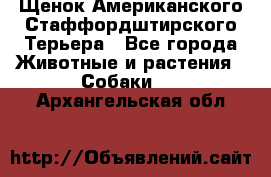 Щенок Американского Стаффордштирского Терьера - Все города Животные и растения » Собаки   . Архангельская обл.